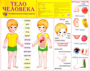 Тело человека. Плакат. Формат А2 