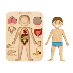 Модель-аппликация "Здоровье человека" (ламинированная)