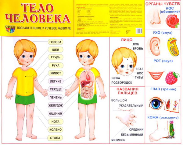 Тело человека. Плакат. Формат А2 